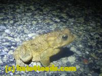 /home//u458753944/public_html/sourcegallery//////Roxborough Toad Detour/2013-2019/2015/11088757_10206526857359115_329379919283517315_o.jpg
